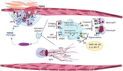 Extracellular DNA—A Danger Signal Triggering Immunothrombosis